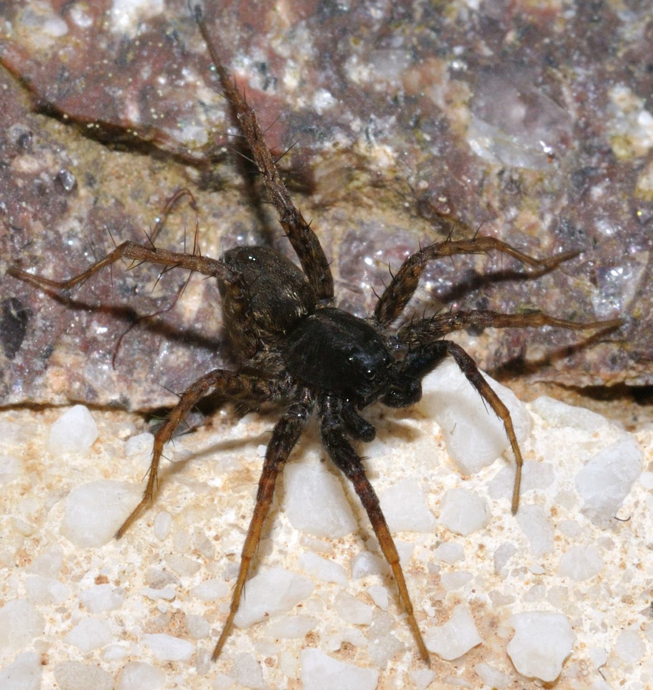 Pardosa sp.